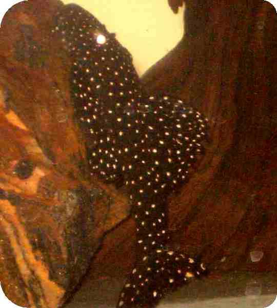 L241 Gold Spot Vampire Pleco - 4 inch L241 Gold Spot Vampire Pleco - 4 inch